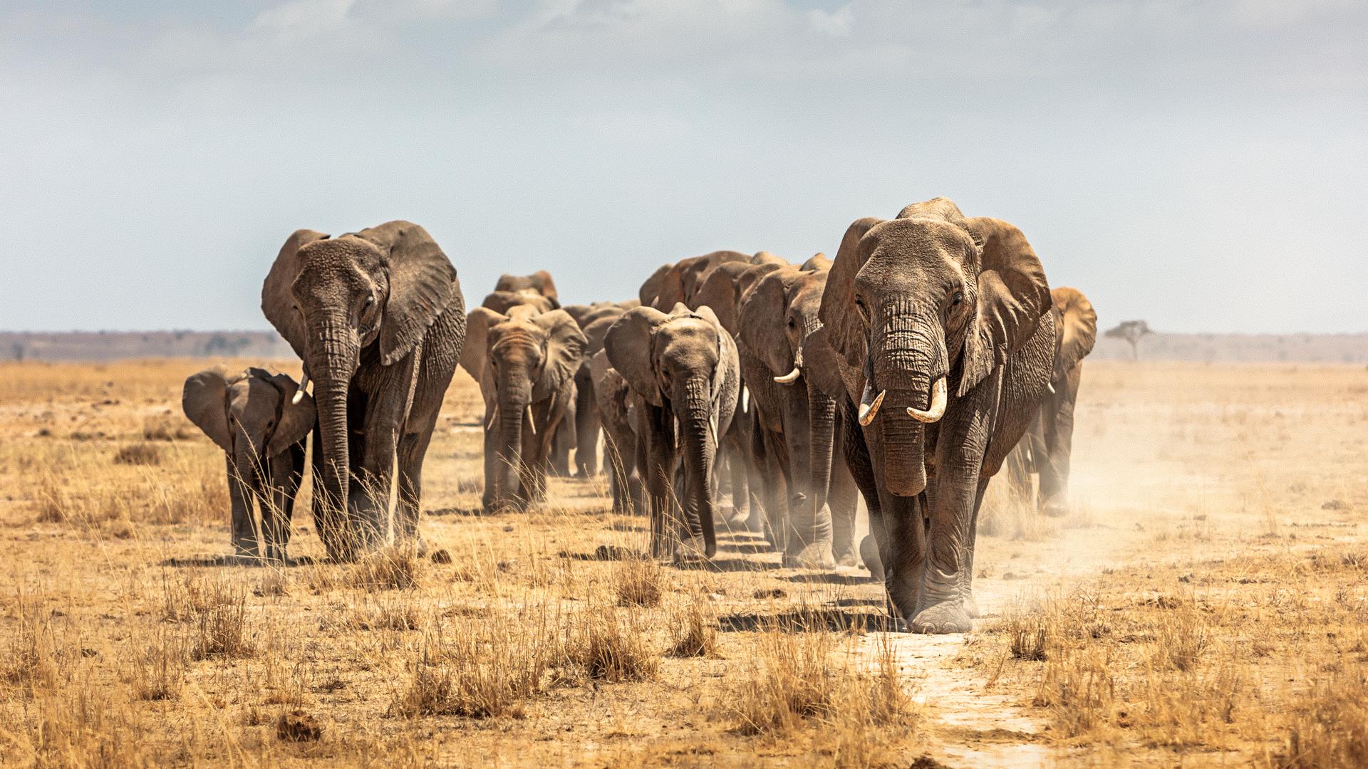 Kenya Safari vs Beach Holiday: Which Should You Choose?