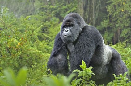 Uganda Gorilla Experience 8 Days and 7 Nights