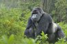 Uganda Gorilla Experience 8 Days and 7 Nights