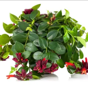 Lipstick plant (Aeschynanthus radicans)