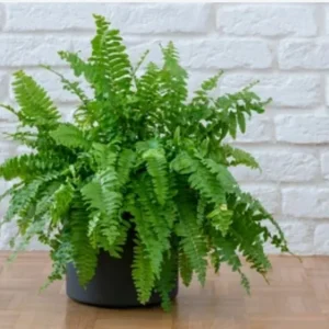 Miniture Fern