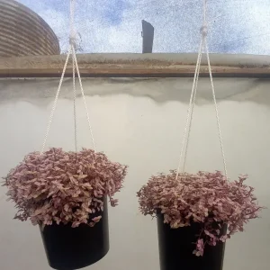 Pink Lady Turtle Vine( Callisia repens)