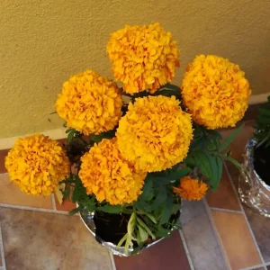 African Marigold