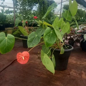 Anthurium (Anthurium andraeanum)