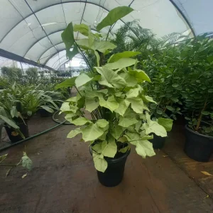 Arrowhead vine, (Syngonium podophyllum)