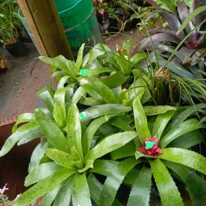 Blushing Bromeliad