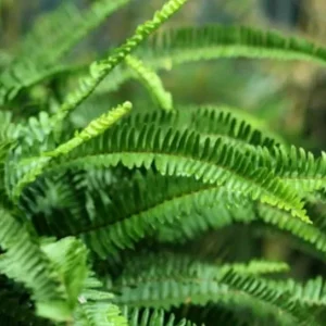 Boston Fern (Nephrolepis exaltata)