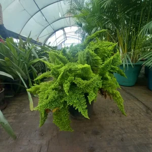 Boston Fern