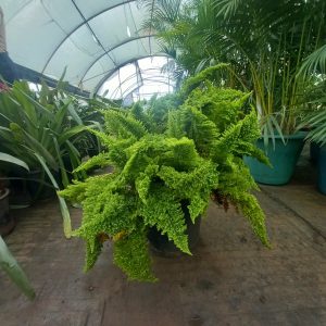 Boston fern