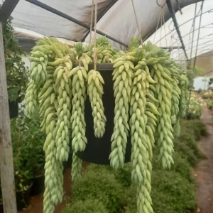 Burro’s Tail (Sedum morganianum)