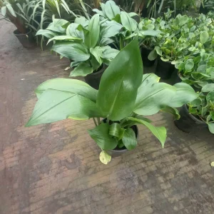 Cast-Iron Plant (Aspidistra elatior)