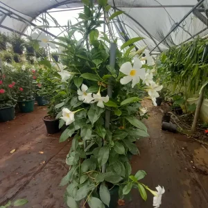Chilean Jasmine (Mandevilla laxa)