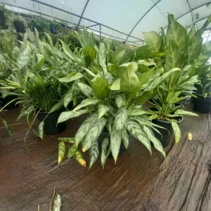 Chinese Evergreen (Aglaonema spp.)