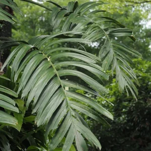 Creeping Philodendron (Philodendron hederaceum var.)