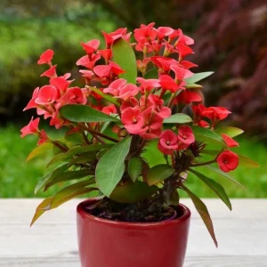 Crown of Thorns (Euphorbia milii)