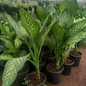 Dieffenbachia (Dumb Cane)