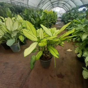 Dumb cane ( Dieffenbanchia seguine)