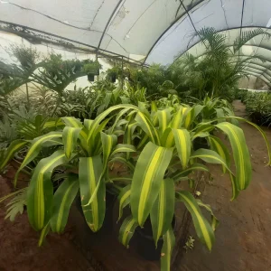 Dracaena corn plant