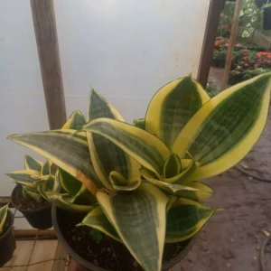 Dwarf Snake Plant (Sansevieria trifasciata ‘Hahnii’)