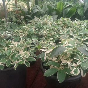 Dwarf Umbrella tree (Schefflera arboricola)
