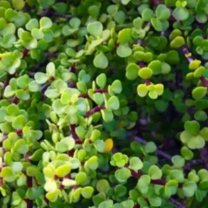 Elephant bush (Portulacaria afra)