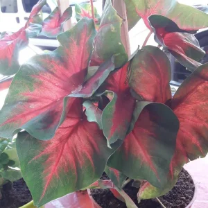 Elephant’s Ear (Colocasia spp.)