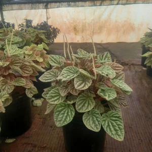Emerald Ripple Peperomia (Peperomia caperata)