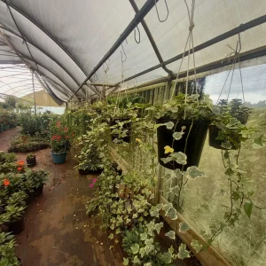 English Ivy (Hedera helix)