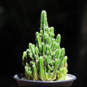 Fairly Castle cactus (Cereus tetragonus)