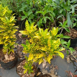 Garden Croton (Codiaeum variegatum)