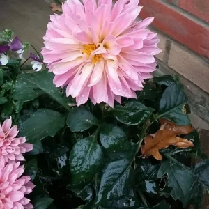 Garden Dahlia