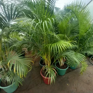 Golden Palm (Dypsis lutescens)