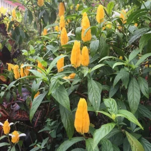 Golden Shrimp Plant (Pachystachys lutea)