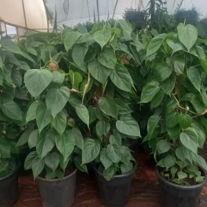 Heart Leaf Philodendron (Philodendron hederaceum)