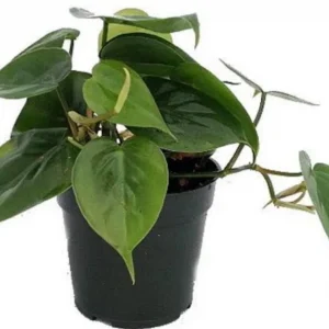 Heartleaf philodendron (Philodendron hederaceum)