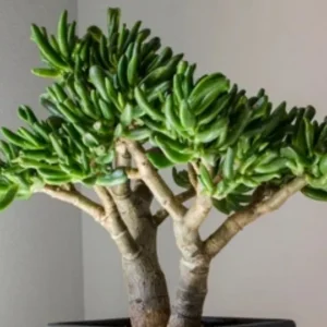 Gollum jade (Crassula ovata ‘Gollum’)