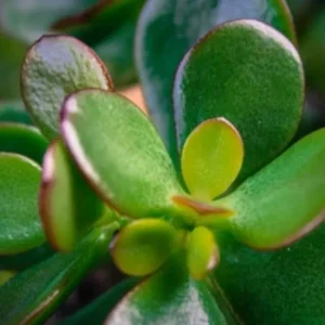 Jade plant (Crassula ovata)