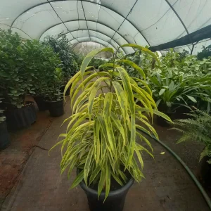 Lily bamboo (Dracaena reflexa)