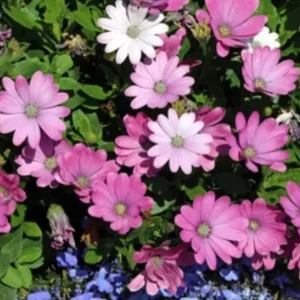 Marguerite Daisy (Argyranthemum frutescens)