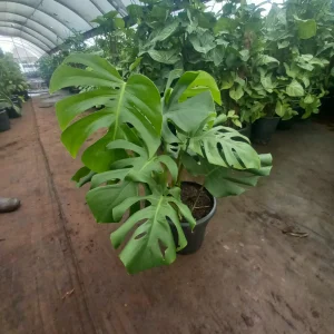 Monstera deliciosa