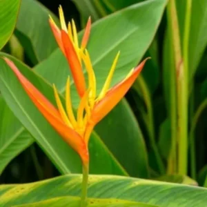 Parrot’s beaks (Heliconia psittacorum)