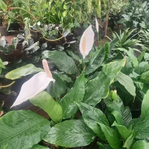 Peace lily(Spathiphyllum wallisii)