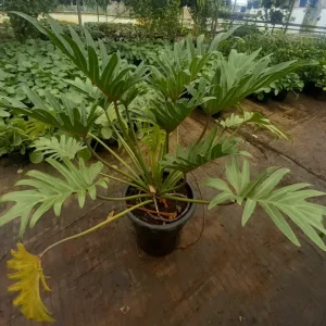 Philadendron Xanadu