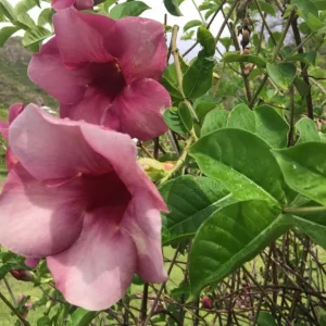 Purple Allamanda