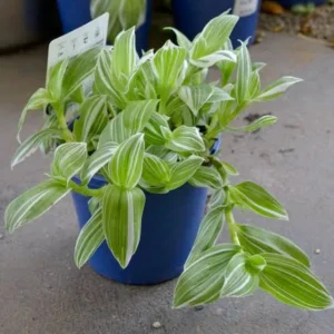 Quicksilver Spiderwort (Tradescantia ‘Quicksilver’)