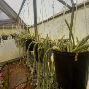 Rattail Cactus