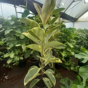 Rubber Plant (Ficus elastica)