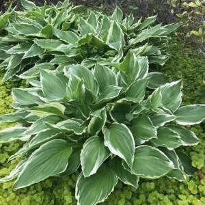 Siebold’s Plantain Lily (Hosta sieboldiana)