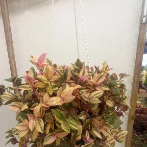 Silver Inch Plant (Tradescantia zebrina)