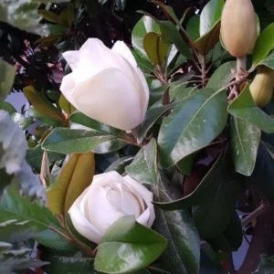 Southern Magnolia (Magnolia grandiflora)